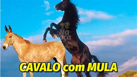 cruzamento de mula com cavalo|cruzamento de mula com cavalo